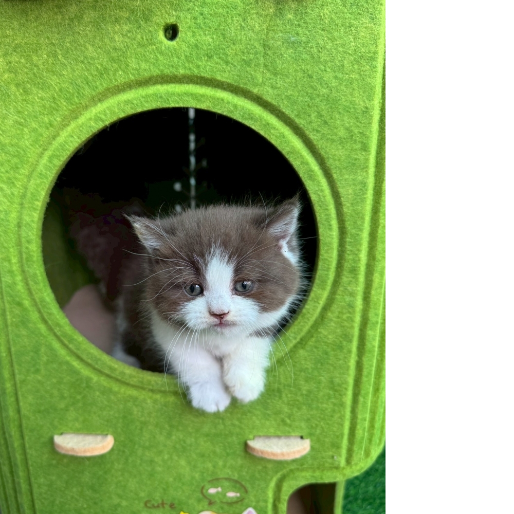 巧克力賓士曼赤肯妹妹（已有家）