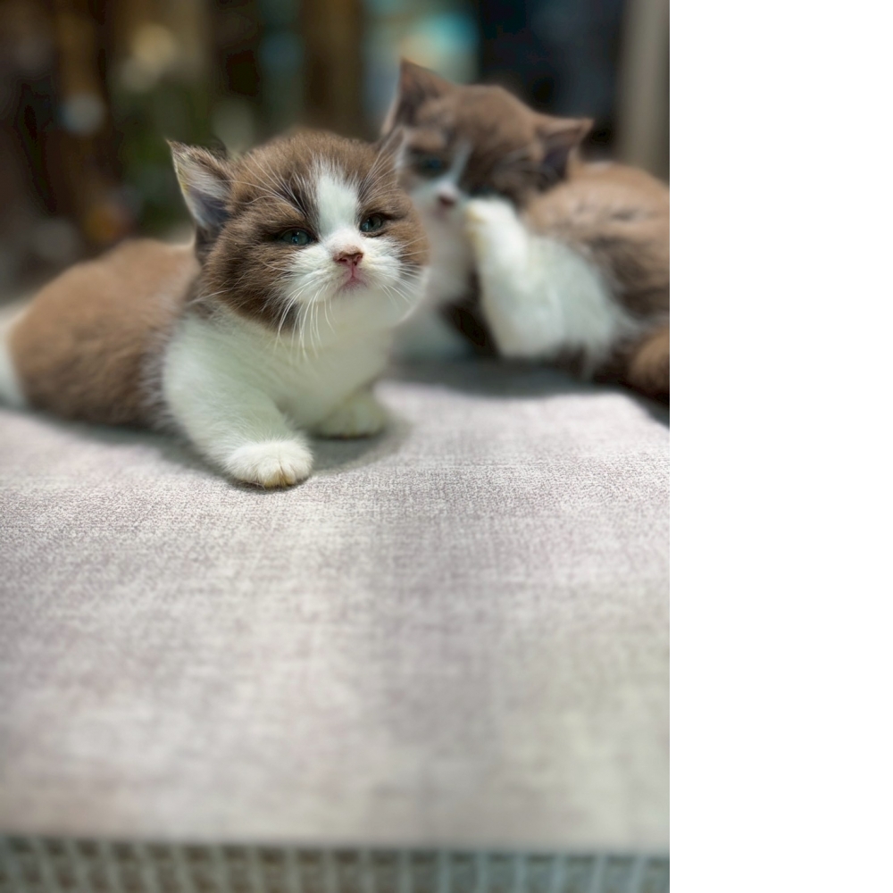 巧克力賓士曼赤肯妹妹