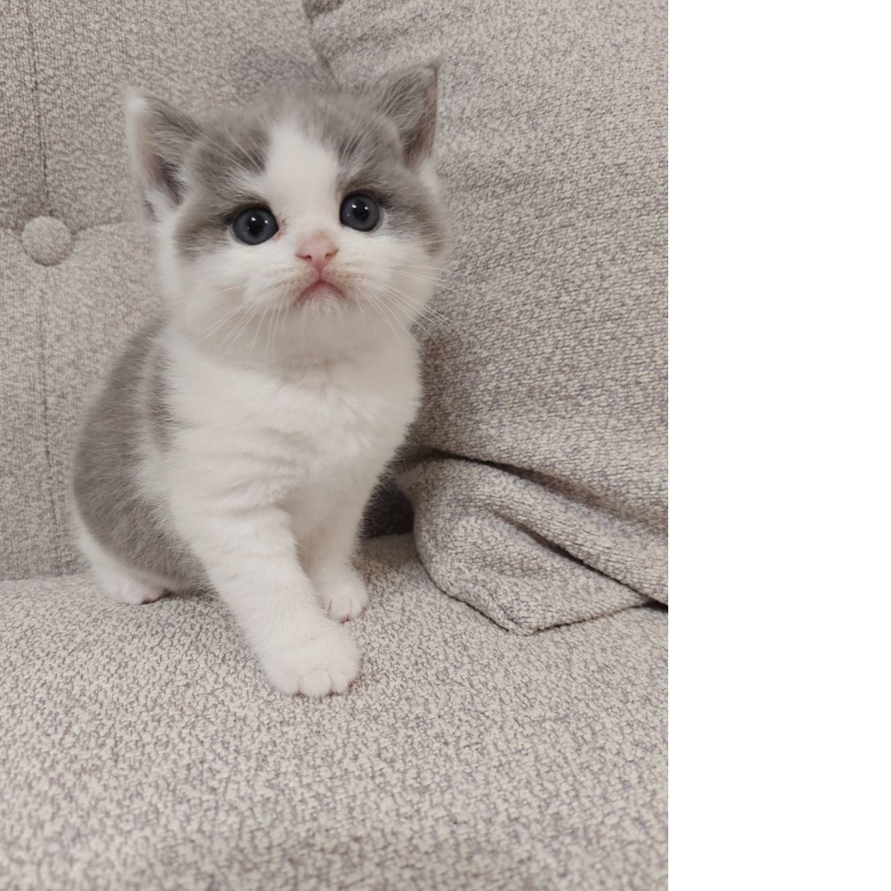 藍白弟弟(已有家)