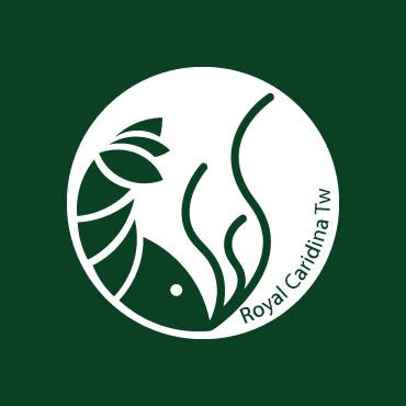 藍剛果燈