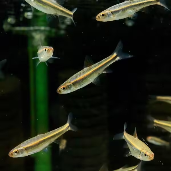 多彩霓虹