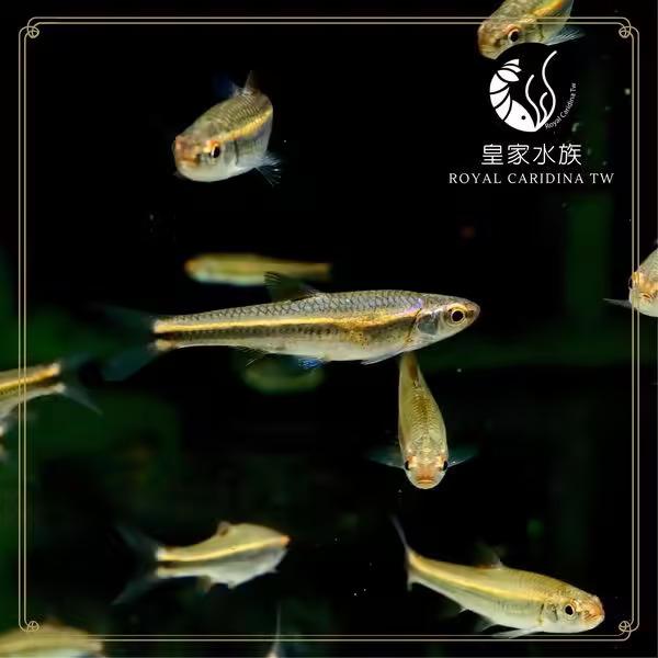 多彩霓虹