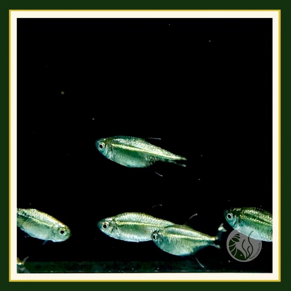 金燈魚