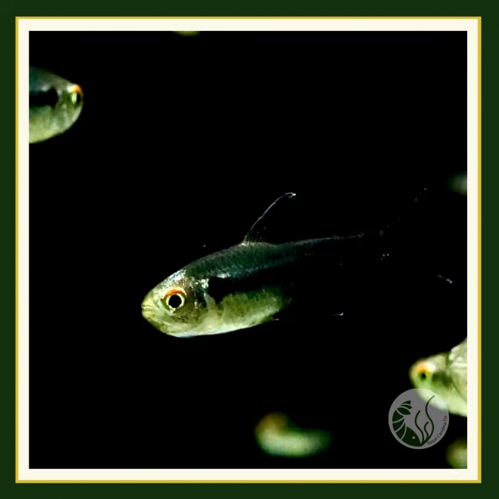 黑鑽日光燈魚