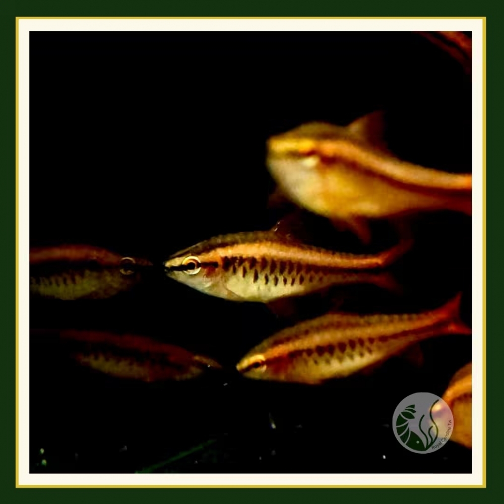 櫻桃燈魚