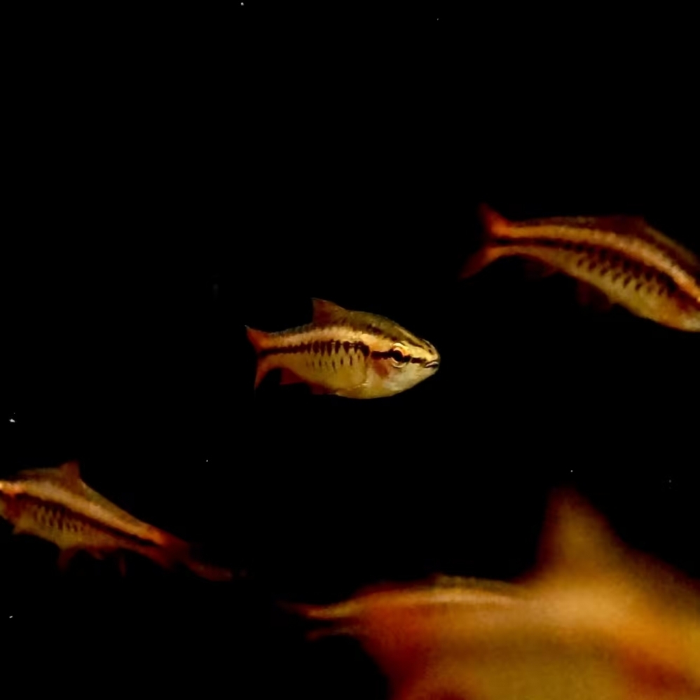 櫻桃燈魚