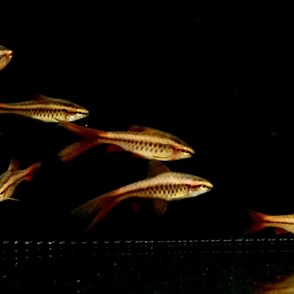 櫻桃燈魚