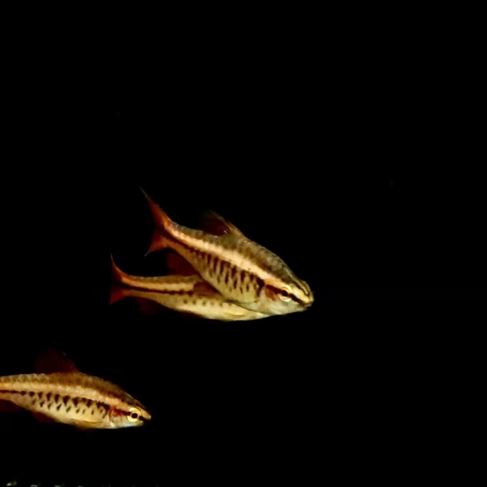 櫻桃燈魚