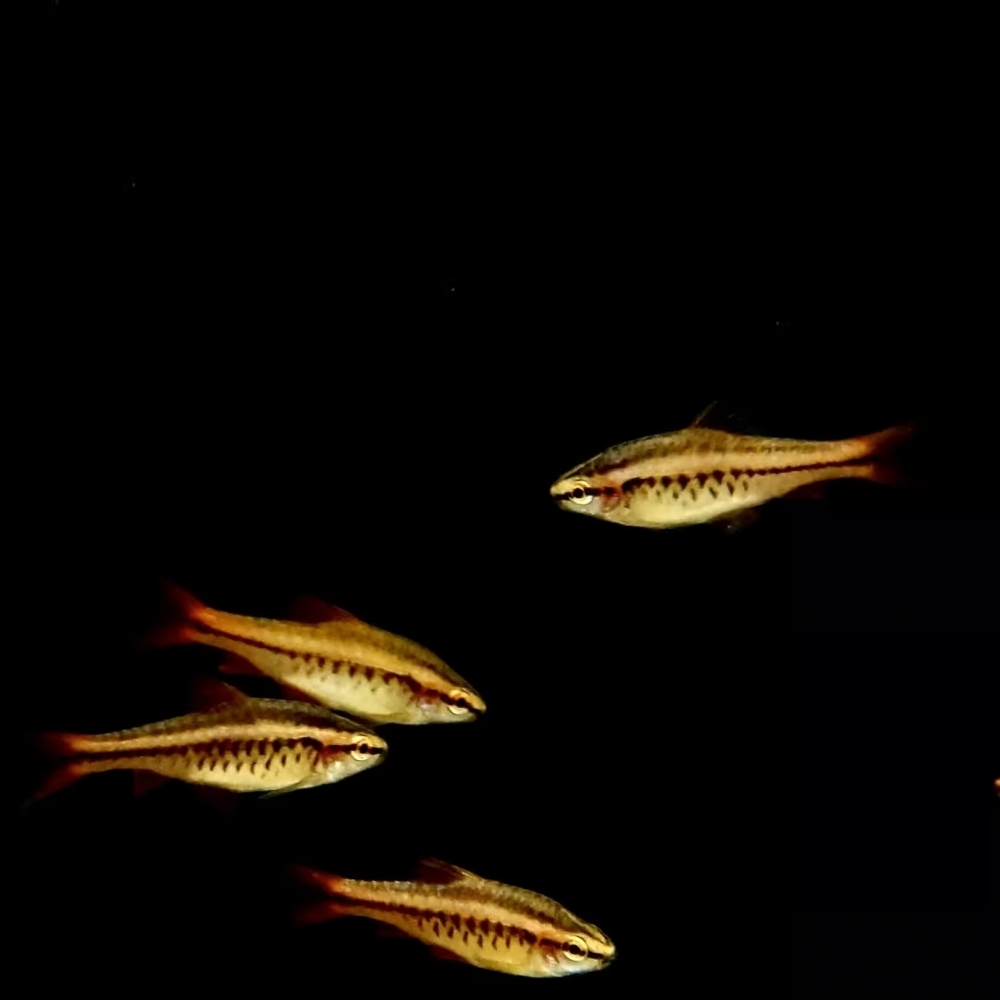 櫻桃燈魚