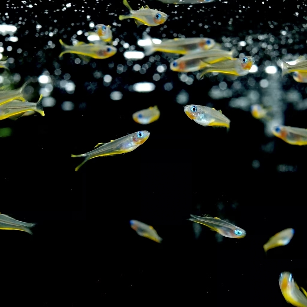 霓虹燕子