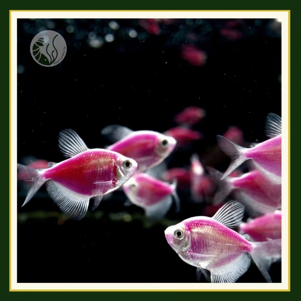 紫磚魚