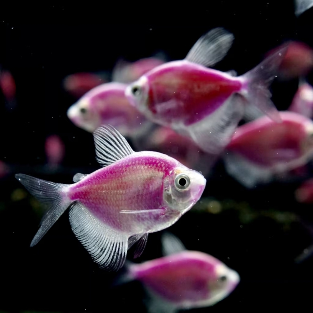 紫磚魚
