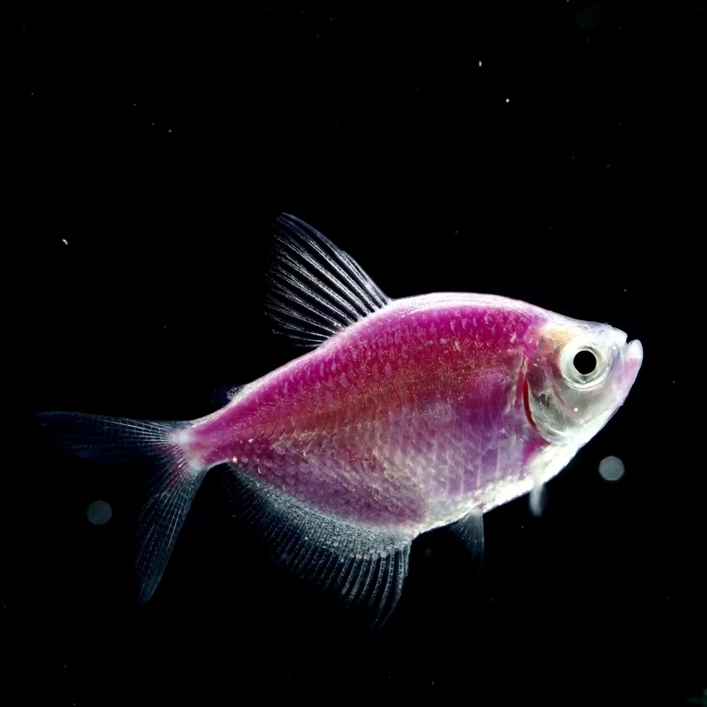 紫磚魚