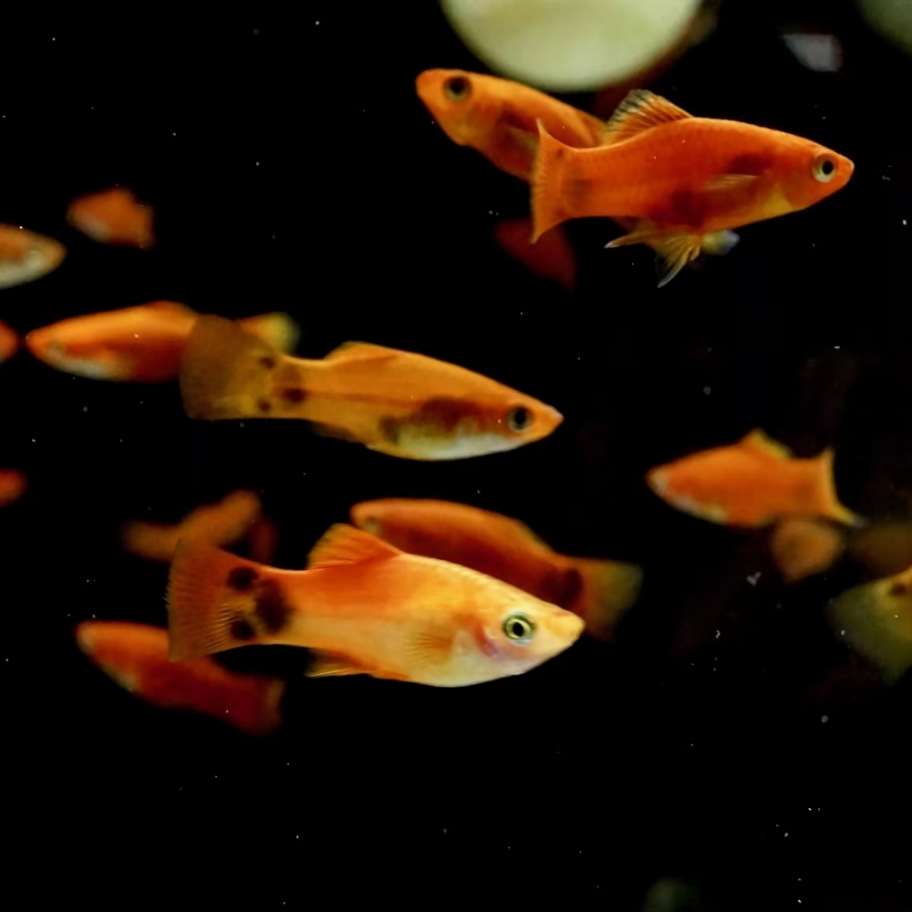 紅劍魚