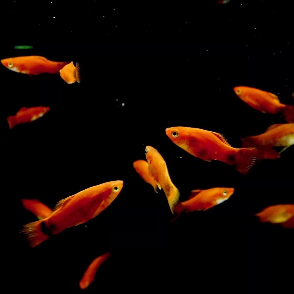 紅劍魚