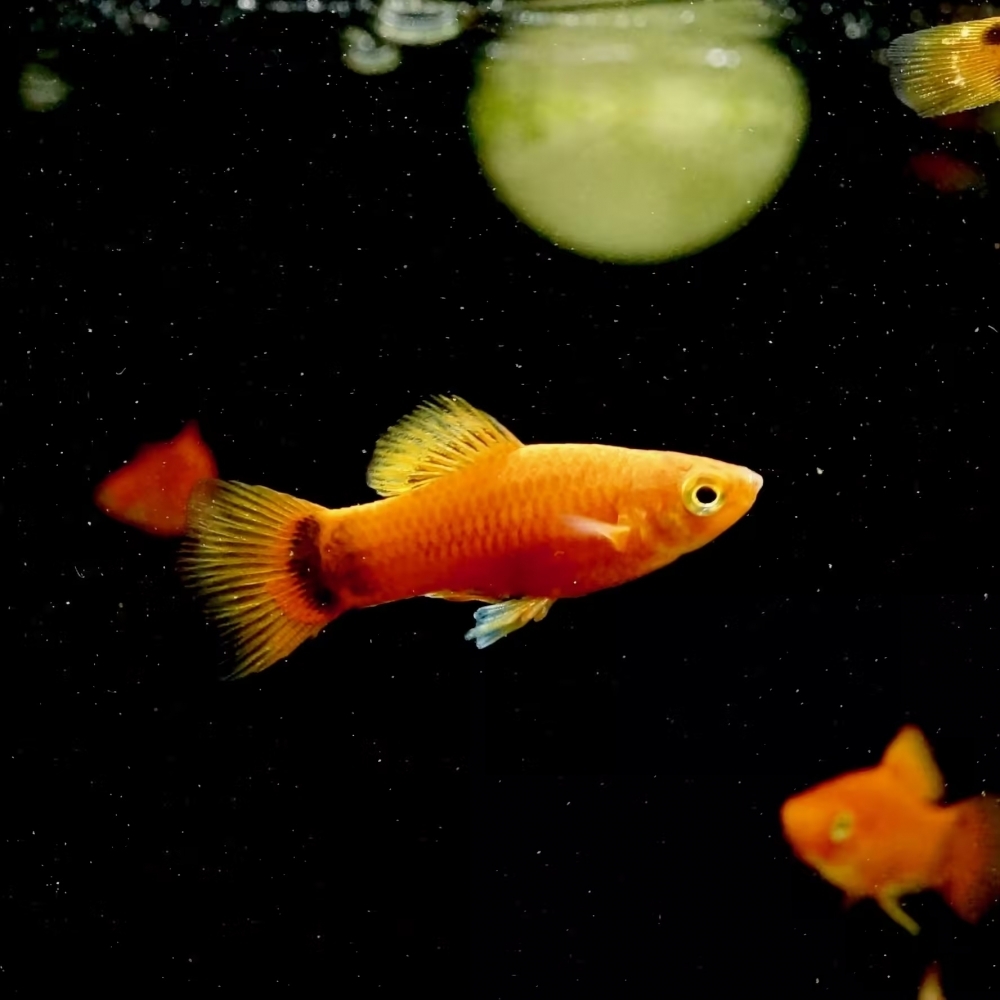 紅劍魚