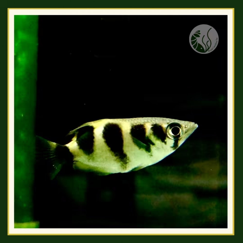 七星射水魚