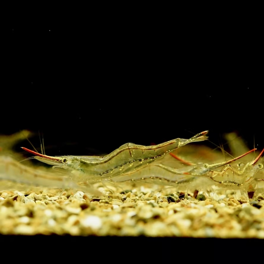 霸王紅長戟槍蝦