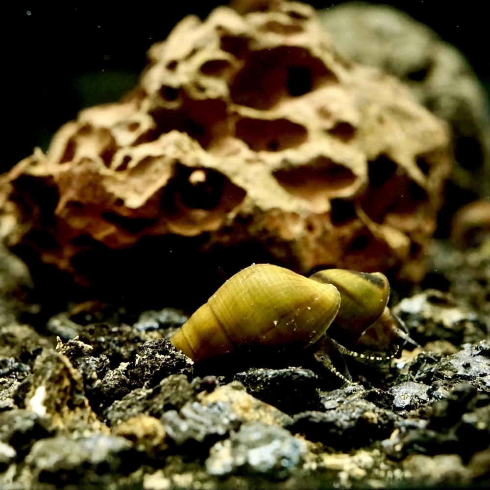 焦糖蜂蜜螺