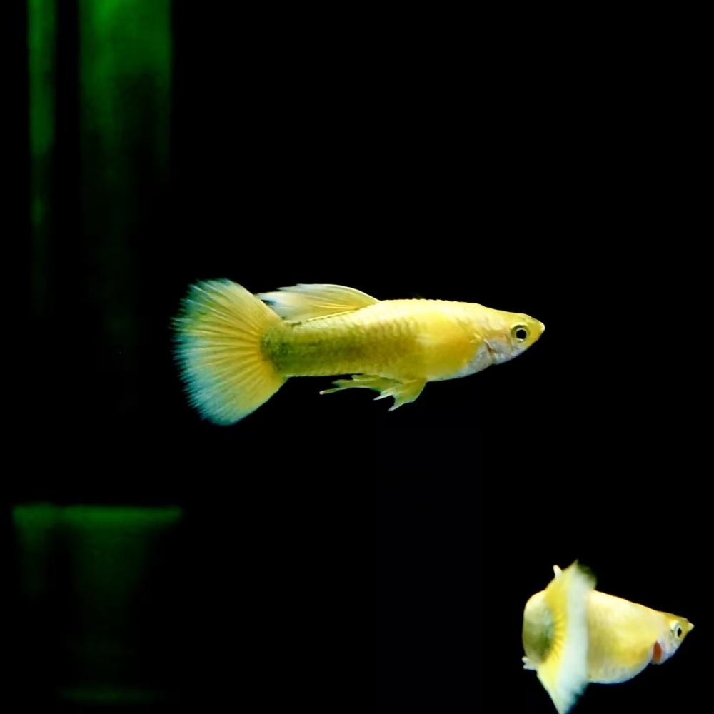 黃金甲孔雀魚(一對)