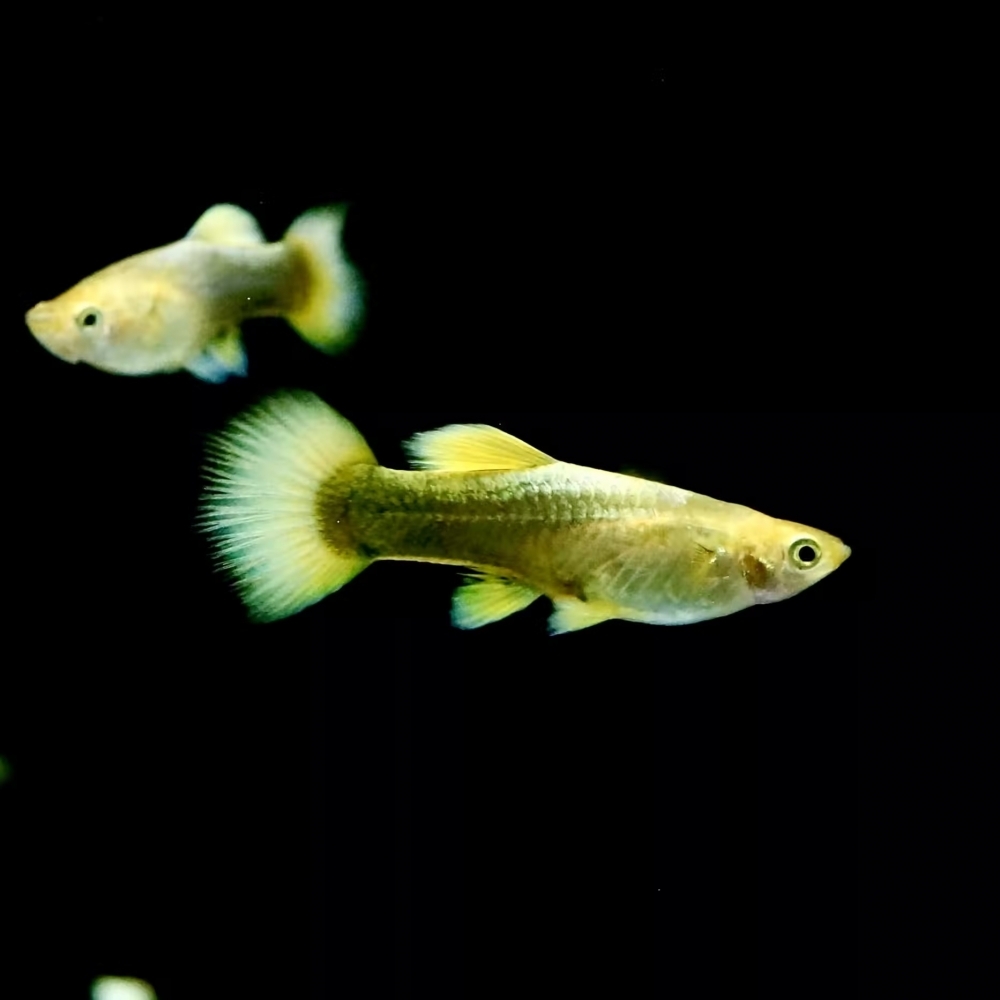 黃金甲孔雀魚(一對)