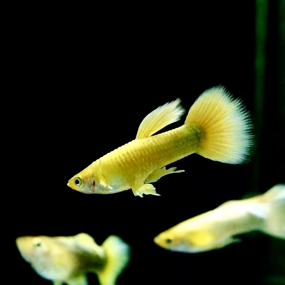 黃金甲孔雀魚(一對)