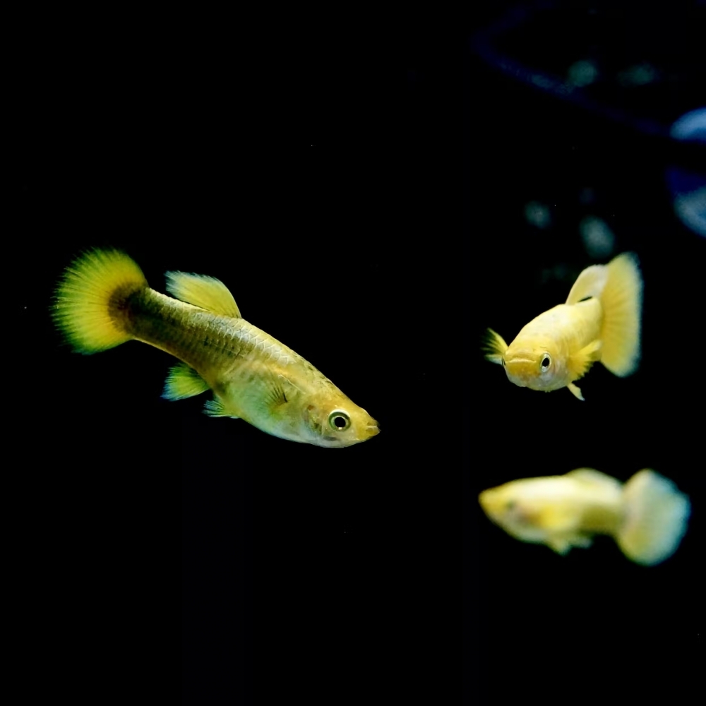 黃金甲孔雀魚(一對)