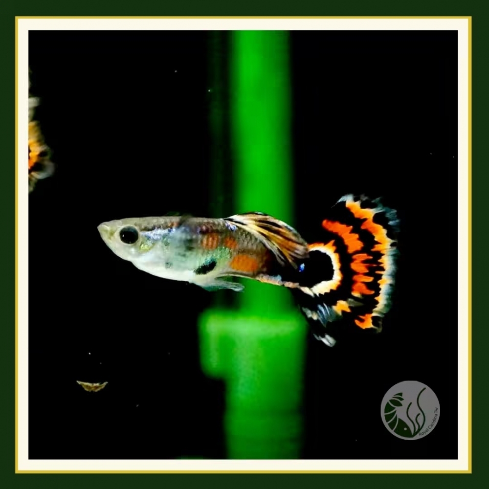 紅馬賽克孔雀魚