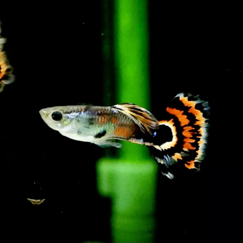 紅馬賽克孔雀魚