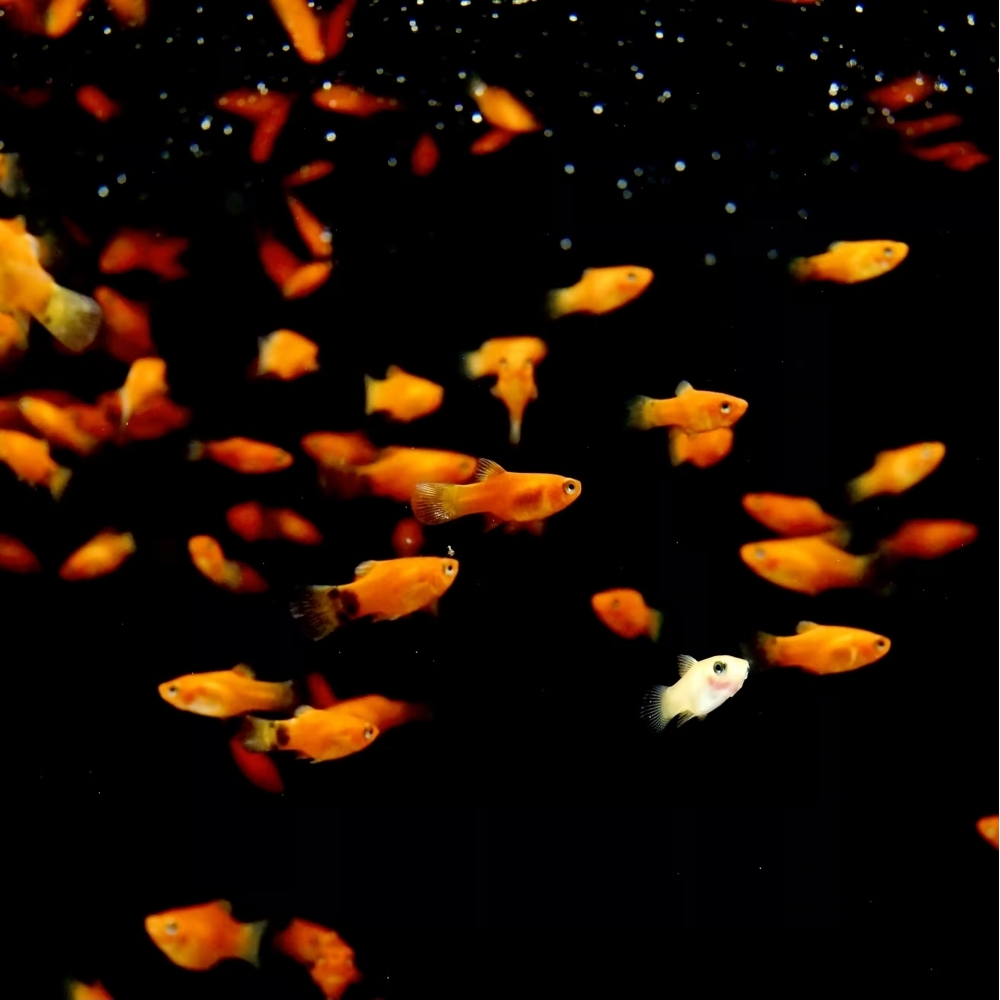 迷你紅球魚