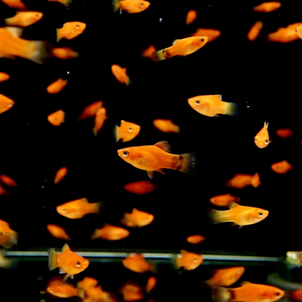 迷你紅球魚