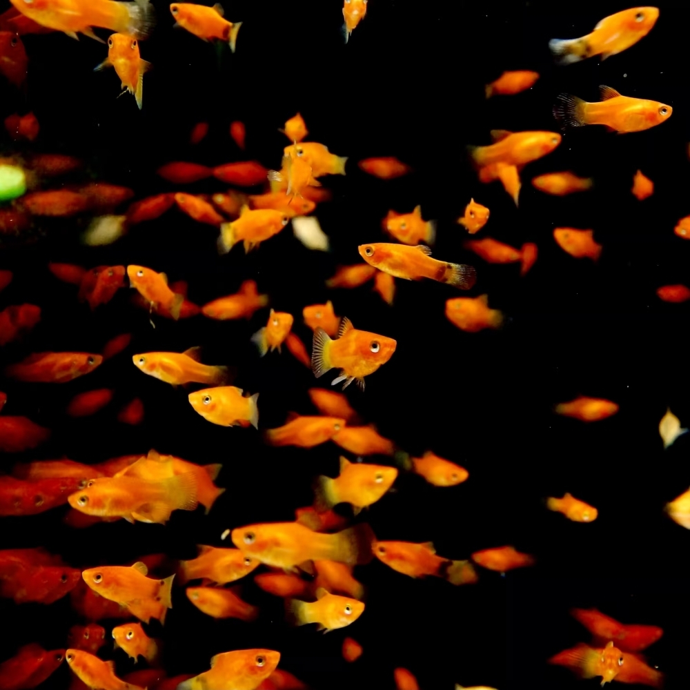 迷你紅球魚