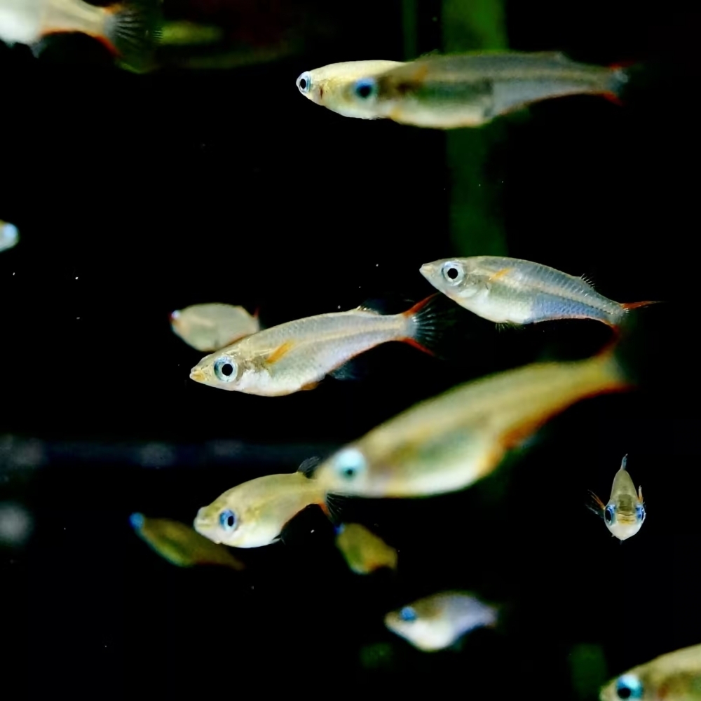 七彩稻田魚