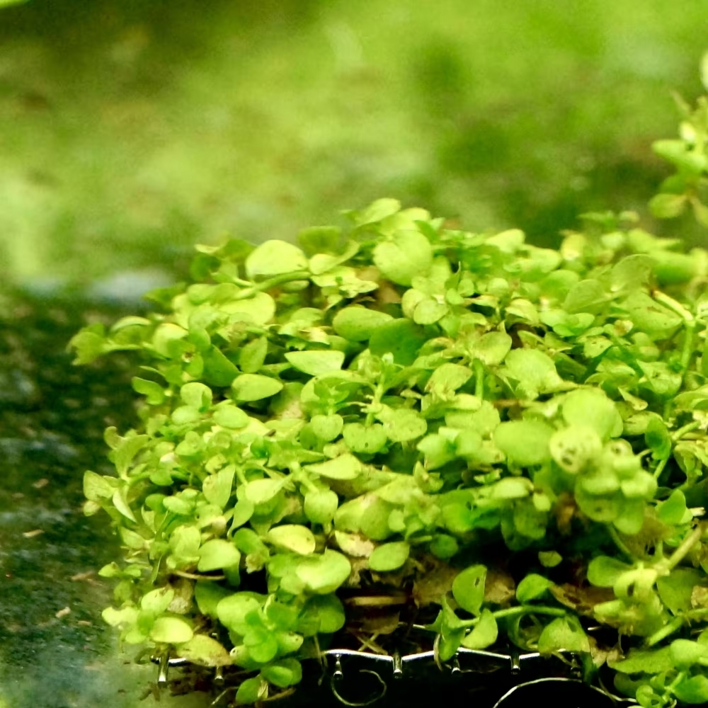 趴地矮珍珠(小)