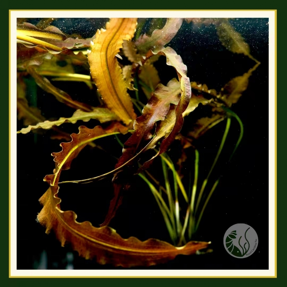 紫紅浪草