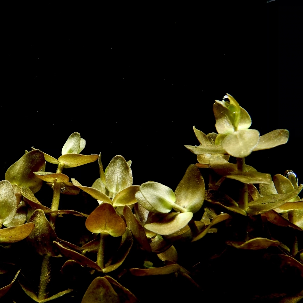 粉紅虎耳