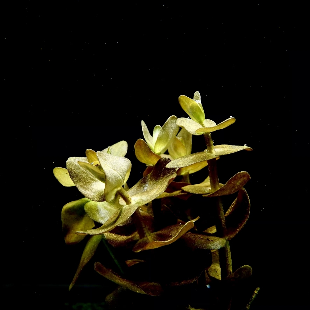 粉紅虎耳