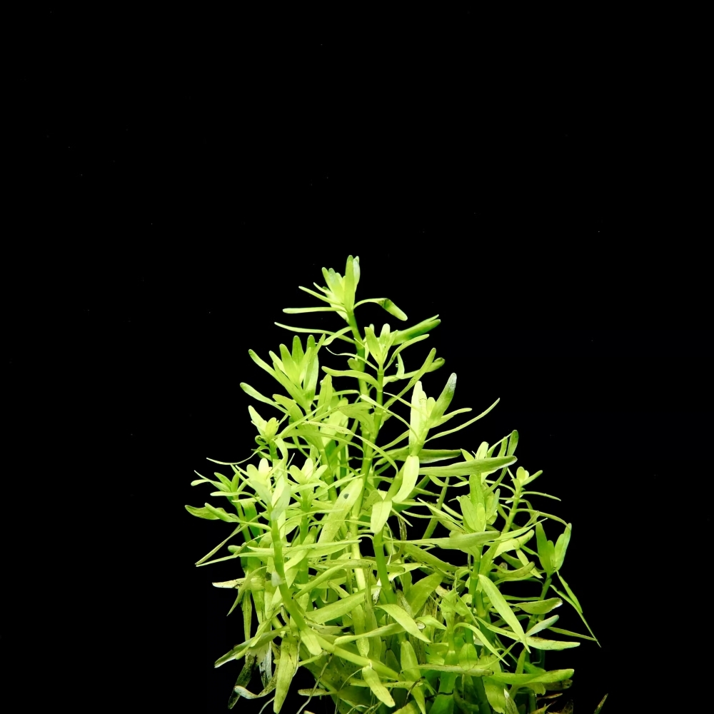 宮廷草