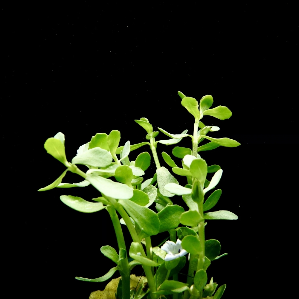 小對葉