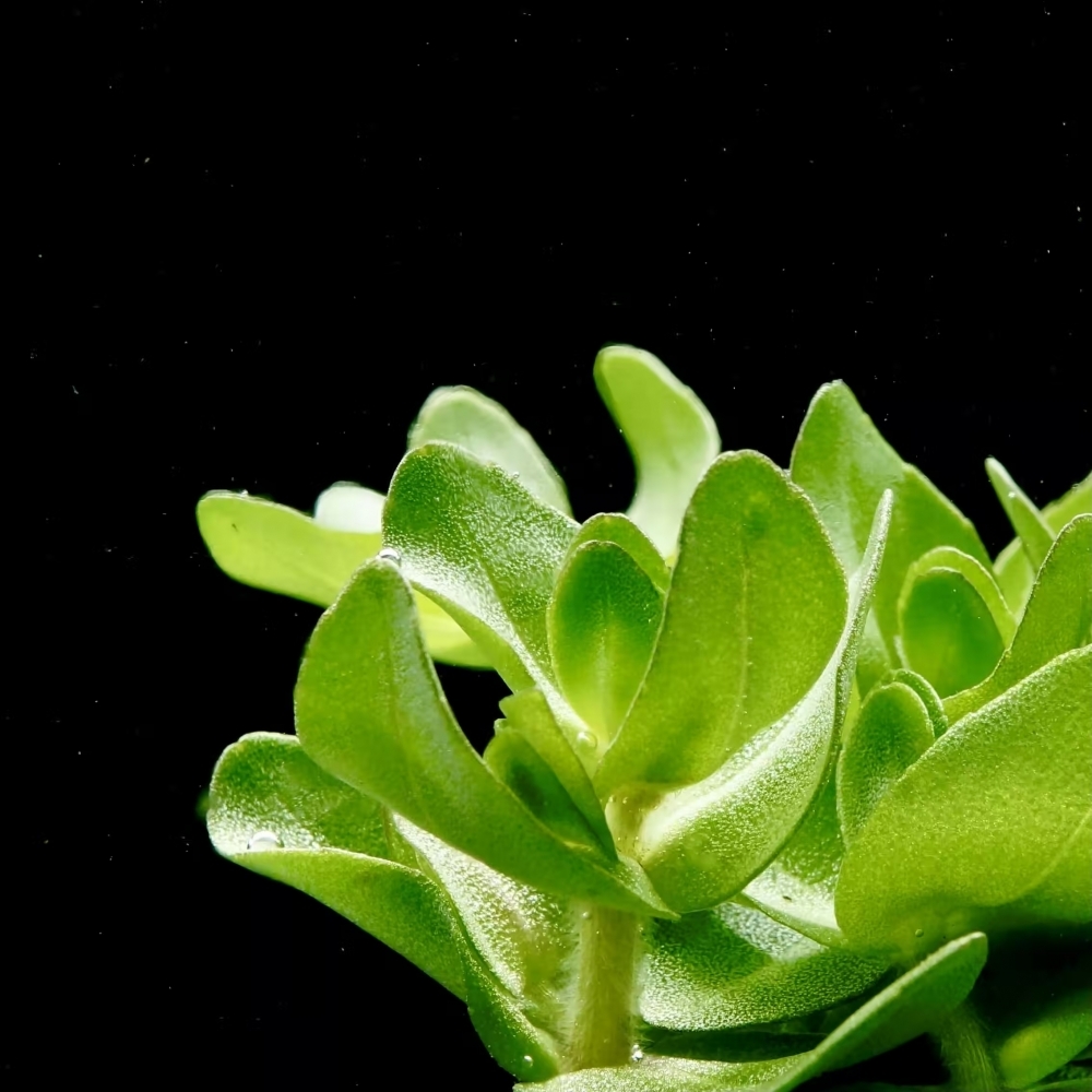 虎耳草