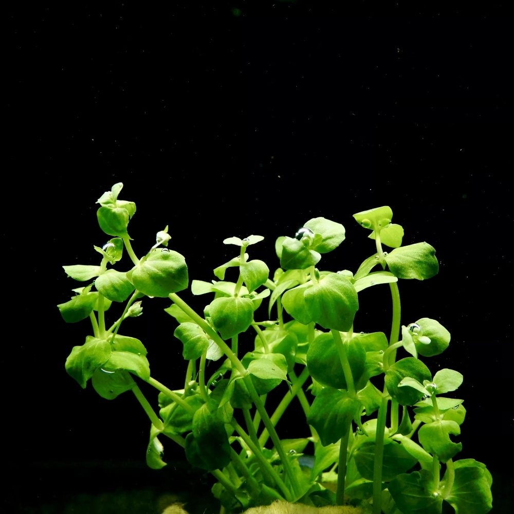 瓜子草