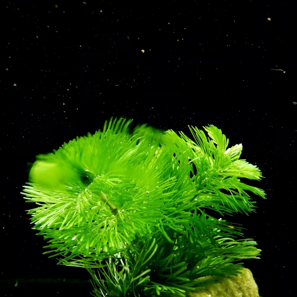 綠菊