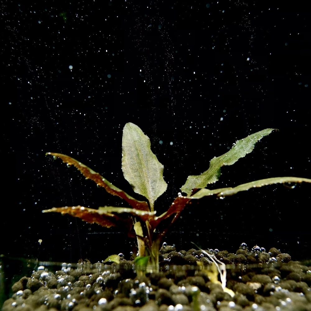 紅椒草