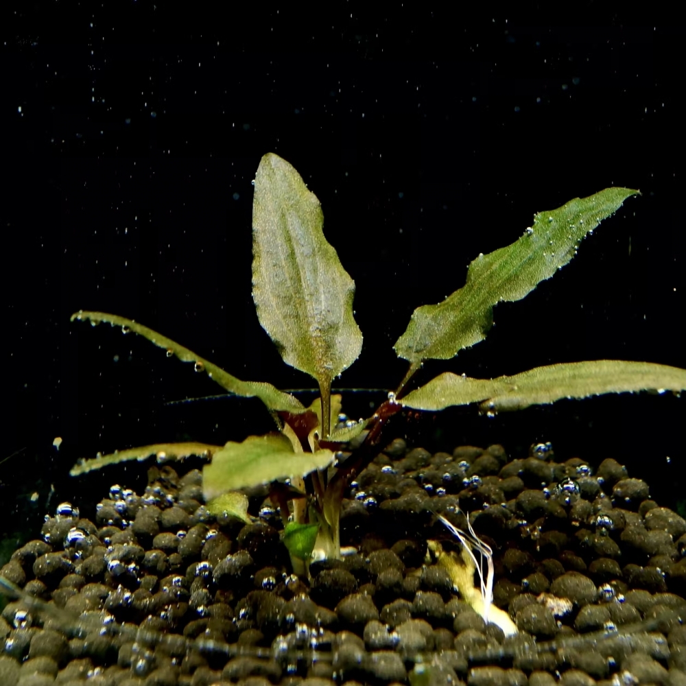 紅椒草