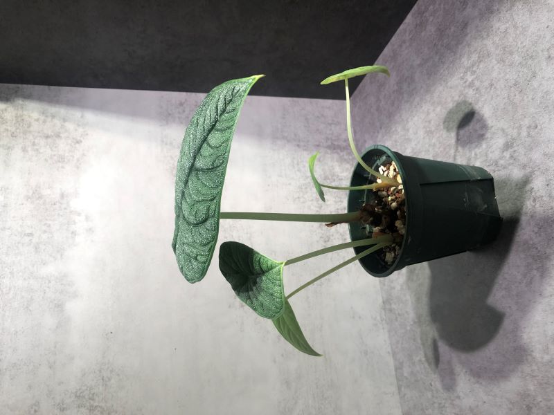 犀牛皮觀音蓮_已售出