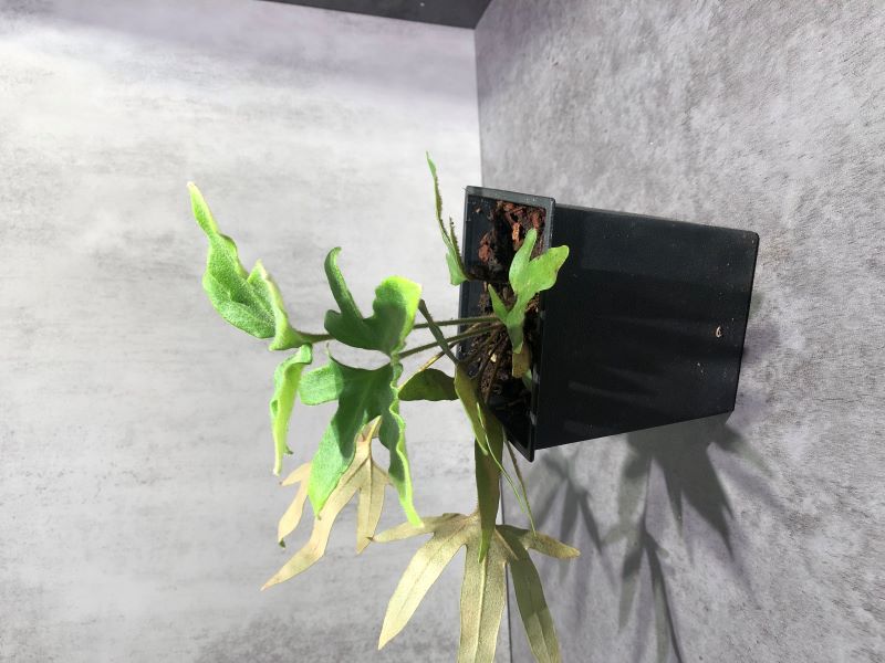 槭葉石韋 ｜植物盆栽