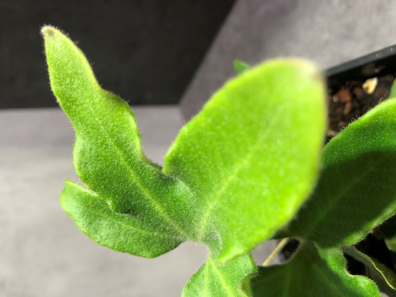 槭葉石韋 ｜植物盆栽