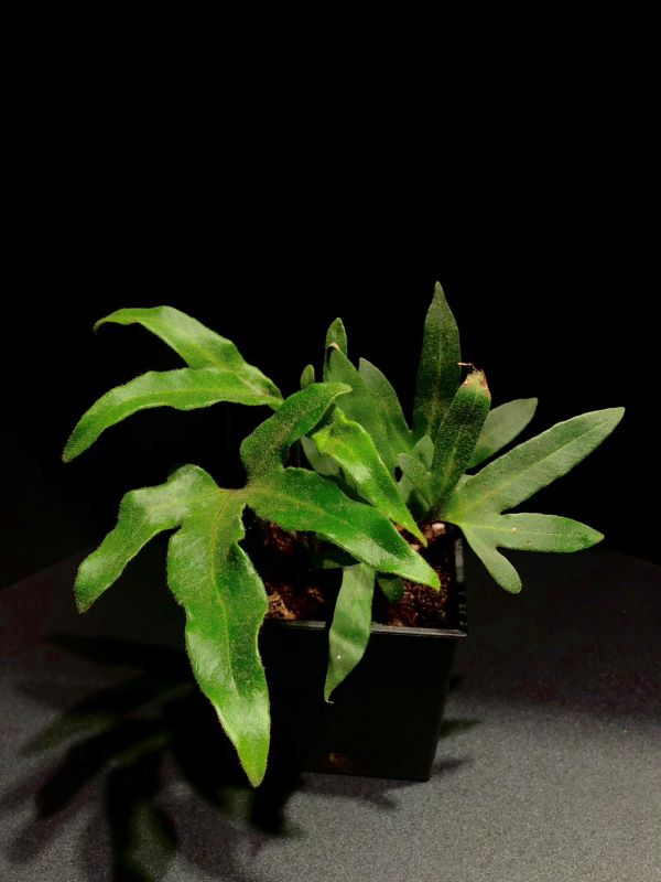 槭葉石韋 ｜植物盆栽