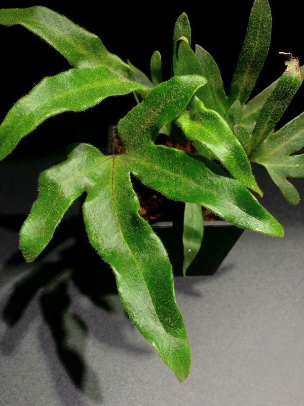 槭葉石韋 ｜植物盆栽