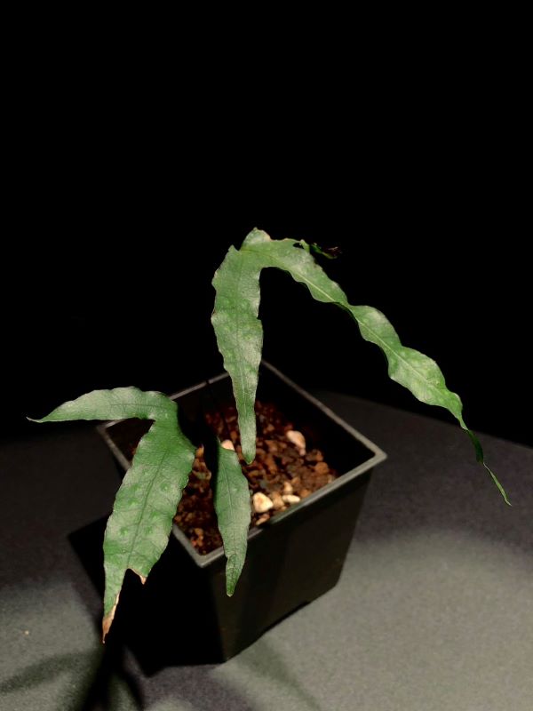 三葉茀蕨 ｜植物盆栽